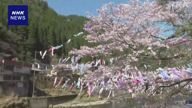 杖立温泉に約3000匹 恒例の「鯉のぼり祭り」熊本 小国町