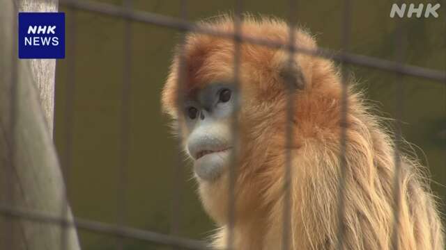 国内では唯一 熊本で飼育のキンシコウ 20歳の誕生日