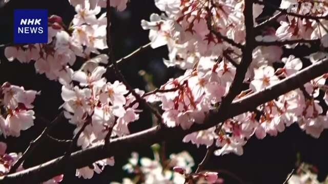 島根 隠岐の島町「世間桜」が見頃迎える