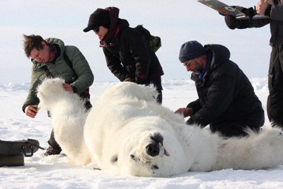 目指すはクマとヒトの共存　北大教授らが研究支援のCF呼びかけ