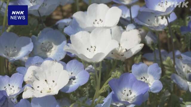 国営ひたち海浜公園 ネモフィラの花が見頃 茨城 ひたちなか