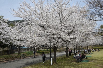 会社の「お花見」「歓迎会」、コロナ前に戻らず　少人数が人気?