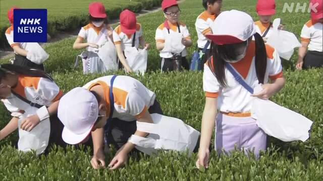 お茶の生産盛んな静岡 磐田 小学生が新茶の手摘みを体験