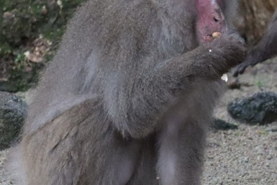 高崎山のサル「オオムギ」B群ボスに昇格　「ようやく日の目を見た」