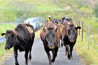 牛も駆け出す春　新緑の牧草地で放牧始まる　京都・京丹後