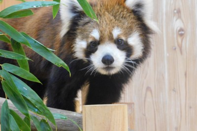 甘えん坊のレッサーパンダ「かずのこ」が仲間入り　桐生が岡動物園