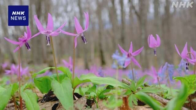 北海道 旭川 淡いピンク色をしたカタクリの花が満開に