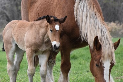 寒立馬が出産シーズン　「可愛い子馬」すくすく　青森・尻屋崎