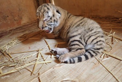 希少動物・アムールトラの赤ちゃん生まれる 多摩動物公園