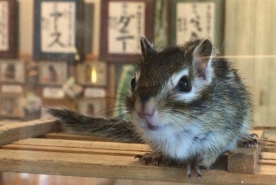 シマリス「安易なお迎え」はしないで　ある「カフェ」店主の警告