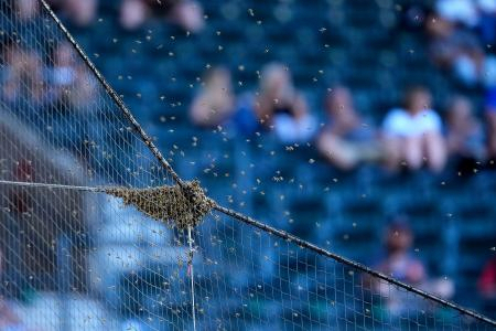 蜂大群で試合開始遅れる　大谷のドジャース戦