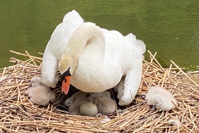 コブハクチョウのヒナ、こどもの日に5羽誕生　バラも見ごろの庭園で