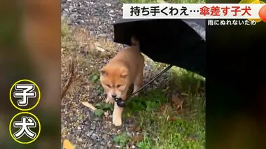 雨でぬれないように“傘を差す子犬”　器用に持ち手をくわえトコトコと…最後は飼い主に返却　中国