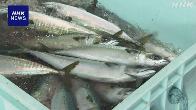 石川 水産加工会社 鮮魚の需要減で干物増産 ネット販売へ