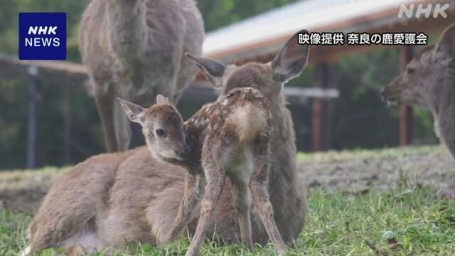 奈良公園でシカの赤ちゃんが誕生