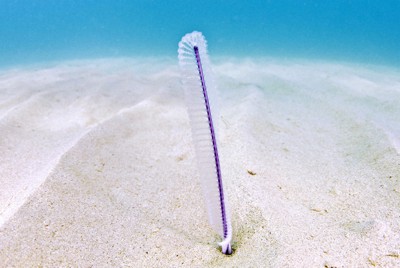 鳥の羽根？海底の砂地で漂う生き物の正体とは