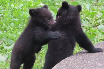 3頭の子グマすくすく　名前つけてね　秋田・くまくま園で募集