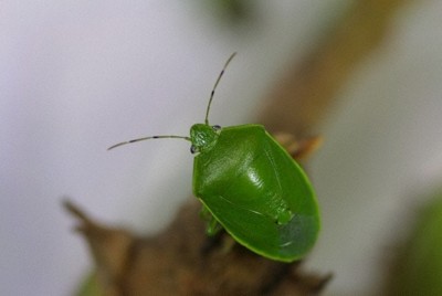 千葉県、10年ぶりカメムシ注意報　果樹に被害、農家に注意呼びかけ