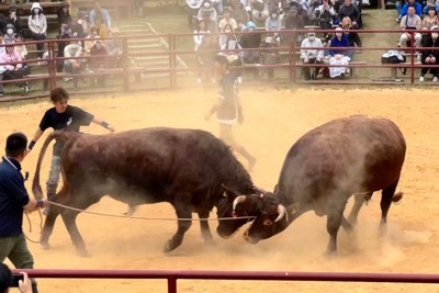 慣れていない若い牛も…　「平庭闘牛大会」が開幕　岩手・久慈