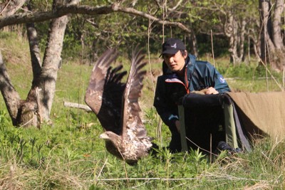 鳥インフルにかかったオジロワシ　世界的にも珍しい治療で野生復帰