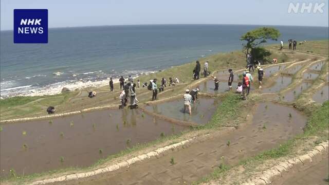 「白米の千枚田」でボランティアが田植え 石川 輪島