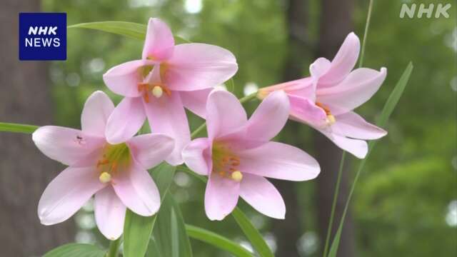 初夏を告げる「ヒメサユリ」の花が見頃 山形 大江町