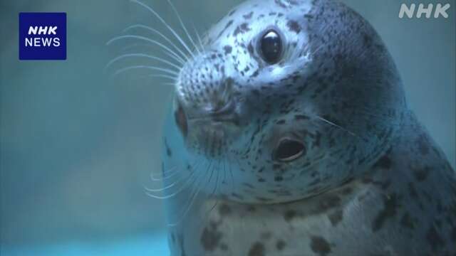 ゴマフアザラシ赤ちゃん 名前は「しぶき」に しながわ水族館