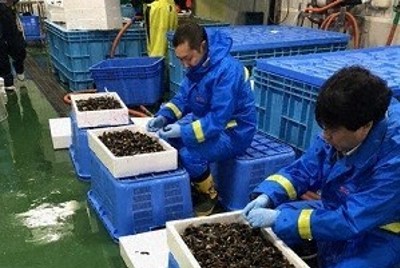 発電所に大量のムール貝　点検で採取、隠れた名物に　漁協に卸売り