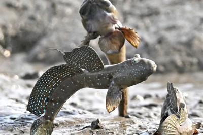 ユーモラスな威嚇も　求愛シーズンのムツゴロウが「恋ジャンプ」