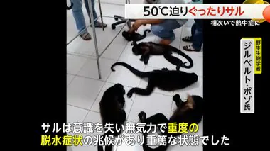 サルが相次いでぐったり…50℃に迫る猛烈な熱波で“熱中症”に　子どもも救護に加わり順調に回復　メキシコ