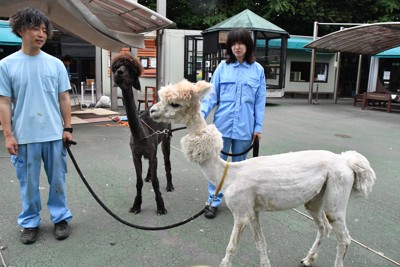 ふわふわ、30分かけて夏仕様に　アルパカ毛刈り　千葉・市川