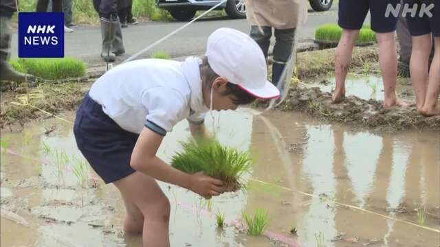 “江戸時代にあだ討ち”の田んぼで小学生が田植え 宮城 白石