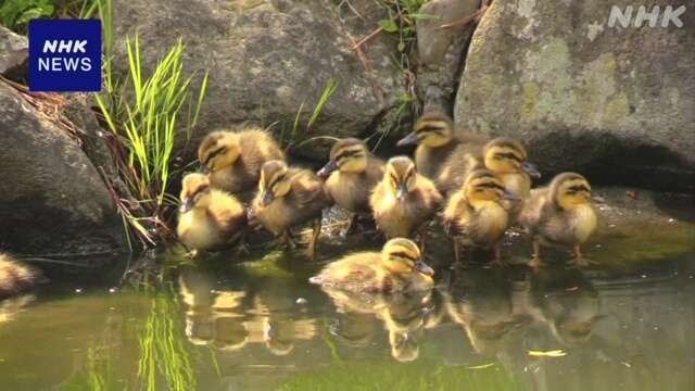 野生のカルガモの赤ちゃん誕生 青森 弘前 日本庭園の池