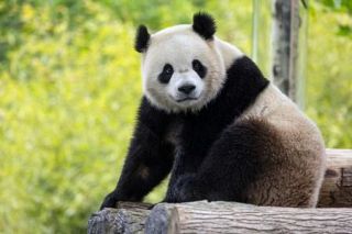 米首都の動物園にパンダ再び　年内に貸与へ、中国側と思惑一致