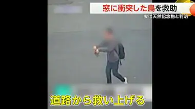 窓に“衝突”…歩道に落下した鳥　バスの下敷き寸前に…心優しい人が救い上げる　実は“天然記念物”と判明　韓国