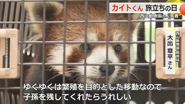 レッサーパンダ「カイト」くんお別れに大勢のファン　繁殖のためインドネシアへ移送　鯖江市・西山動物園