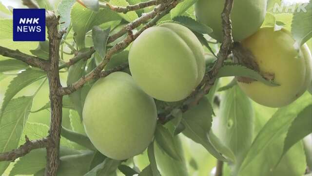 岡山 後楽園 初夏の訪れを告げる梅の実の収穫始まる