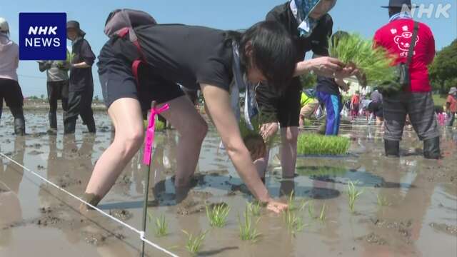 埼玉 行田 「田んぼアート」の田植え 能登半島地震の復興願う