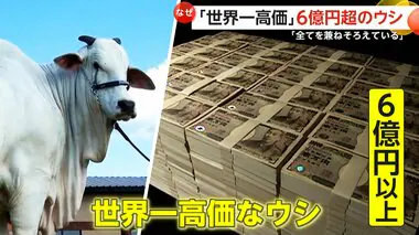 【世界一高価なウシ】6億円以上で落札…体重は同種の2倍以上！「美しさ、繁殖能力、近代的な系譜の全て兼備」　ブラジル