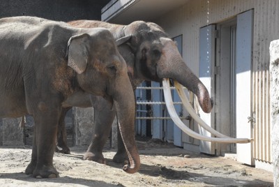 まるでマンモス　横浜のインドゾウ、長さ3メートルの牙は日本一