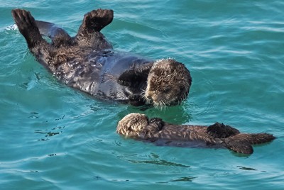 野生のラッコ、北海道で子育て中　海面にプカプカ、愛らしい姿