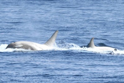 今年も白いシャチがきた！　北海道・根室海峡で撮影