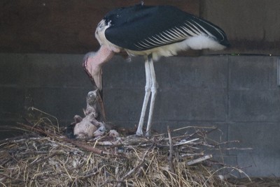 アフリカハゲコウ　国内初のヒナ誕生　餌ねだり「ガガガ」　山口