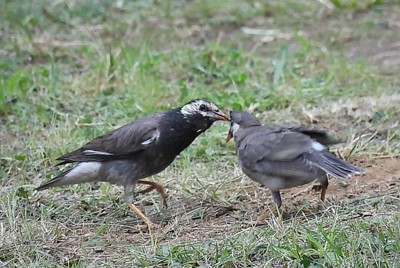 ムクドリは悪者か?　専門家が指摘する都市の生態系への役割