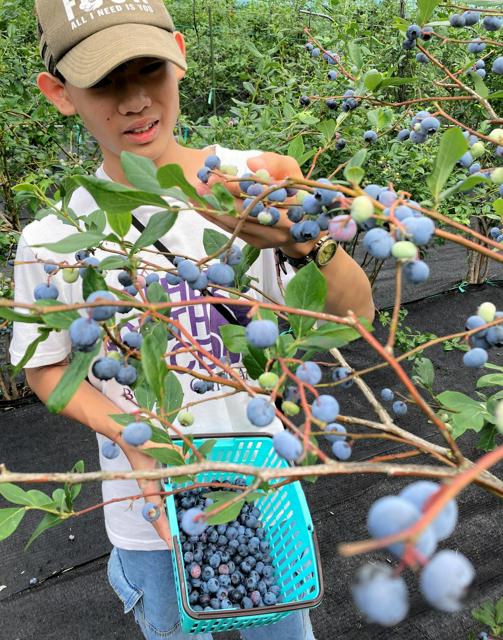 ブルーベリーの生産、実は東京が全国一　旬迎え観光農園もにぎわい