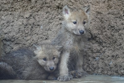 ホッキョクオオカミの赤ちゃん誕生　国内初、絶滅危惧種　那須