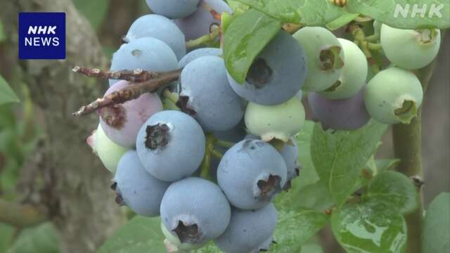 ブルーベリー産地の観光農園で今シーズンの開園式 群馬 沼田