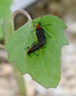 ソウルで「愛の虫」大発生　温暖化影響、歓迎されず