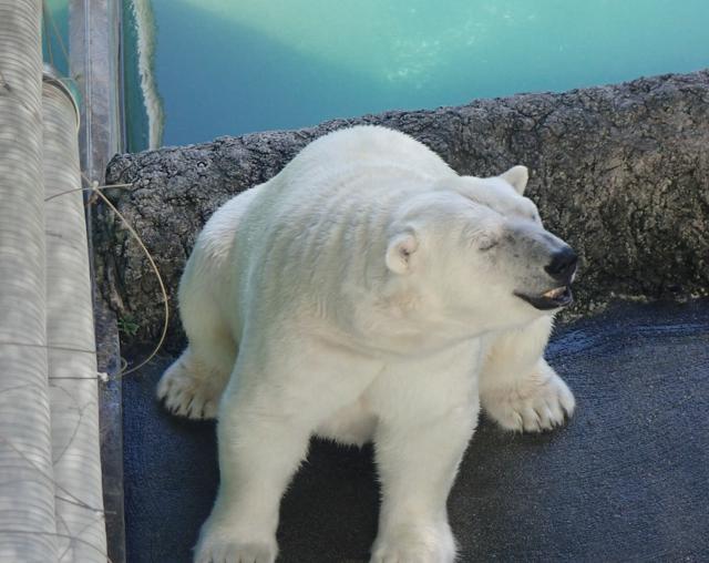 クーラー、氷、スイカ……ホッキョクグマのポロロ流、暑さのしのぎ方