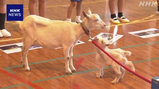 鹿児島 伊佐と出水の小学校「メ～メ～盟約式」ヤギを縁に交流